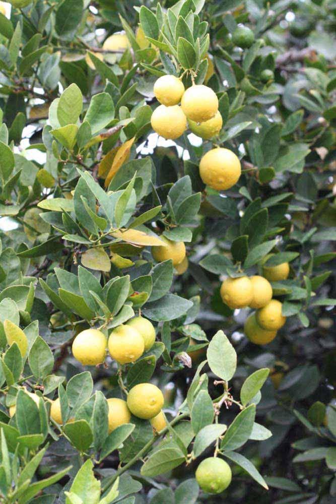            Sun leaves (Riverside, CA)   